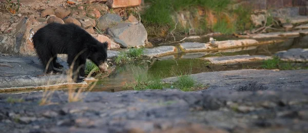 Vahşi tembel ayı, kendi doğal ortamında Melursus ursinus panoramik fotoğraf