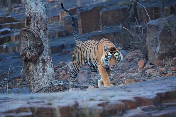 Tigre selvagem de Bengala, tigris Panthera, andando diretamente na câmera em paisagem rochosa coberta com sombras azuis no final da noite. Tigre de Bengala na paisagem indígena. Ranthambore National Park, Índia . — Fotografia de Stock