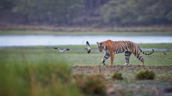 Foto panoramica della tigre selvatica del Bengala, Panthera tigris in forte pioggia . — Foto Stock