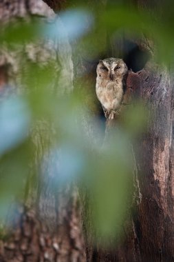 Ağaç deliğinden bakıp Hint İshak baykuşu, Otus bakkamoena, dikey portre. Tipik baykuş kuru Hint orman. İshak baykuşu tipik çevresi içinde. Wilpattu, Sri Lanka.