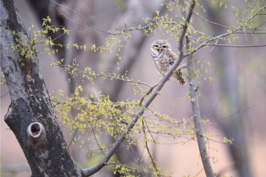 Vahşi benekli Owlet, Athene brama, sarı gözlü küçük baykuş ıslak sezon başında şube Hint ormandaki tünemiş. Benekli Kukumav kendi doğal ortamında. Ranthambore Parkı.