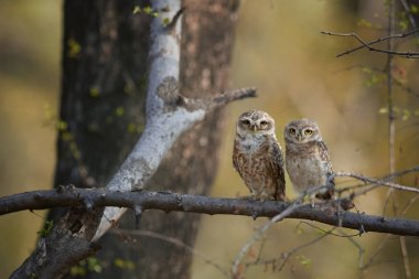 İki vahşi baykuşlar, benekli Owlet, Athene brama, doğrudan kameraya bakarak dal kuru orman Hindistan, Hint baykuş tünemiş. Sarı gözlü baykuş. Hint yaban hayatı fotoğraf, Ranthambore, İstanbul.  