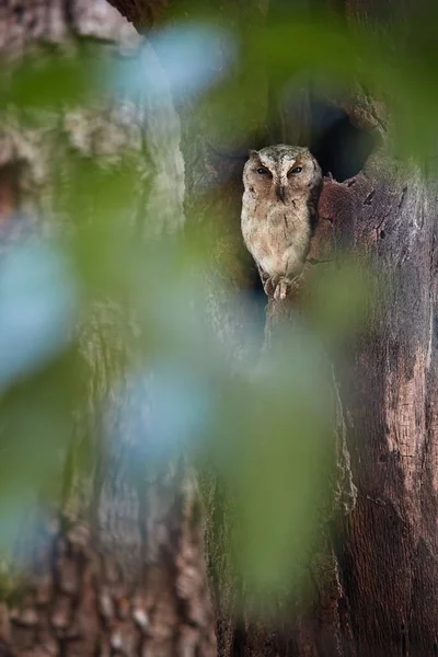 Ağaç deliğinden bakıp Hint İshak baykuşu, Otus bakkamoena, dikey portre. Tipik baykuş kuru Hint orman. İshak baykuşu tipik çevresi içinde. Wilpattu, Sri Lanka.
