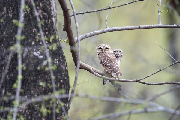 Vahşi benekli Owlet, Athene brama, sarı gözlü küçük baykuş ıslak sezon başında şube Hint ormandaki tünemiş. Benekli Kukumav kendi doğal ortamında. Ranthambore Parkı.