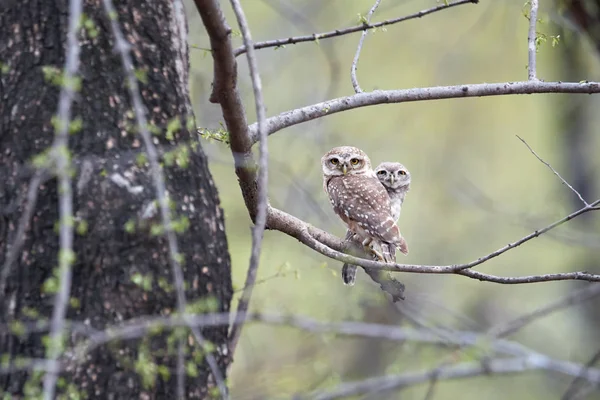 Wild Spotted Owlet, Athene brama, pequeño búho con ojos amarillos, encaramado en una rama en el bosque indio al comienzo de la temporada de lluvias. Pequeño búho manchado en su entorno natural. Parque Ranthambore . —  Fotos de Stock