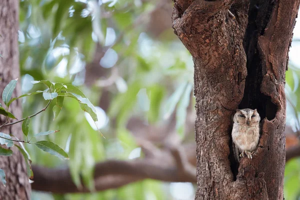 Imagen vertical de Búho salvaje manchado, Athene brama, búho pequeño con ojos amarillos, mirando desde el agujero del árbol al comienzo de la temporada de lluvias. Pequeño búho manchado en su entorno natural. Ranthambore, India . — Foto de Stock