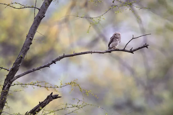 Forêt au début de la saison des pluies. Petite Chouette tachetée dans son environnement naturel. Parc de Ranthambore . — Photo