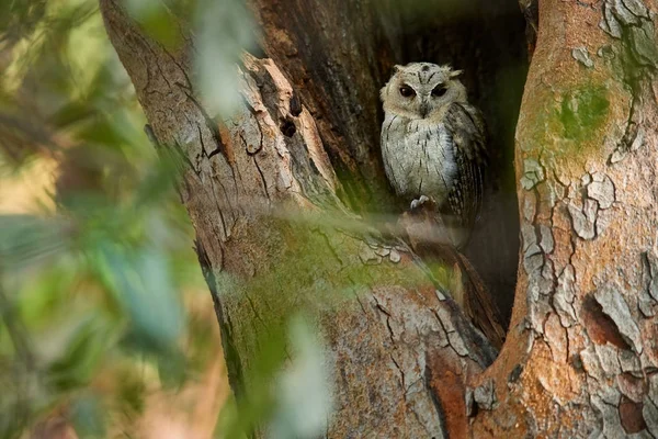 Vahşi benekli ıslak sezon başında ağaç deliğinden bakıp Owlet, Athene brama, sarı gözlü küçük baykuş. Benekli Kukumav kendi doğal ortamında. Ranthambore, Hindistan.