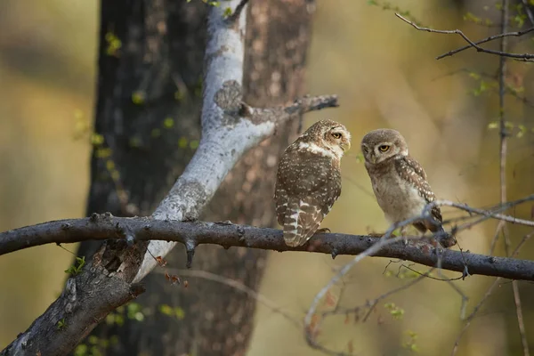 İki vahşi baykuşlar, benekli Owlet, Athene brama, doğrudan kameraya bakarak dal kuru orman Hindistan, Hint baykuş tünemiş. Sarı gözlü baykuş. Hint yaban hayatı fotoğraf, Ranthambore, İstanbul.  