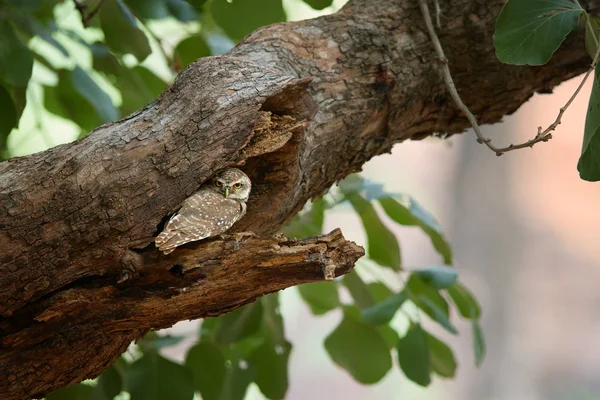 Coruja selvagem, coruja manchada, brama ateniense, coruja indígena em seu ambiente típico durante um dia, escondida na cova da árvore, olhando diretamente para a câmera. Ranthambore, Rajasthan, Índia . — Fotografia de Stock