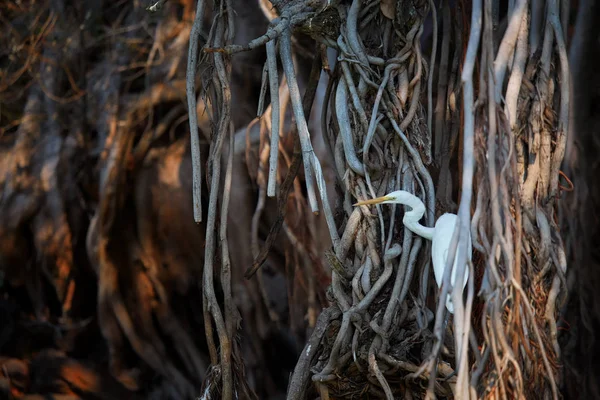 Intermediate egret, Ardea intermedia. Artistic photo of white egret among long, twisted roots of the mangrove tree, corresponding with long curved neck  in perfect light.  Wildlife Ranthambore, India. — Stock Photo, Image