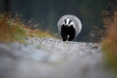 Avrupa porsuk, Meles meles çalıştırıyor. Doğrudan kameraya bir çakıl yol üzerinde çalışan siyah ve beyaz çizgili orman hayvan geçit fotoğraf. Nadir an, yağmurlu gün boyunca utangaç gece hayvan. 