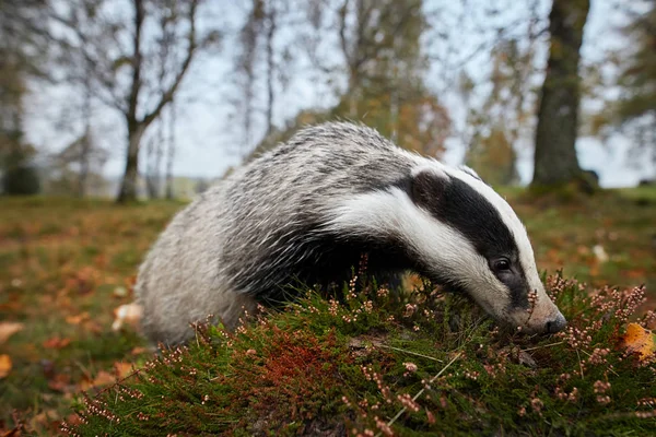 Närbild, Ultra foto av Europeiska grävling, Meles meles. Svart och vit randig skog djur söker byte i färgglada hösten björkskogen innan sömn vinterperioden. Tjeckiska skogen. — Stockfoto