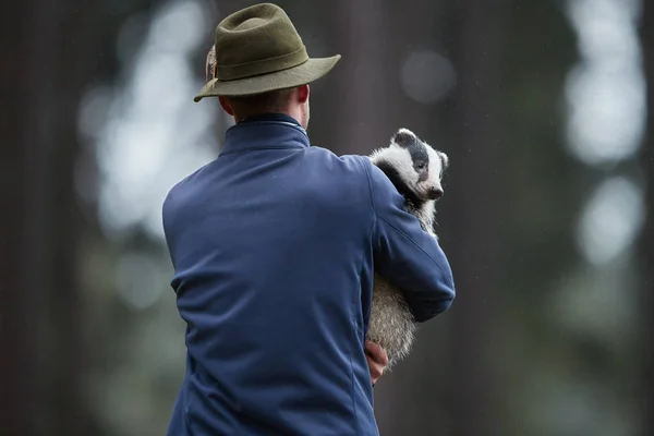 Especialista en cuidado de animales con tejón europeo huérfano, Meles —  Fotos de Stock