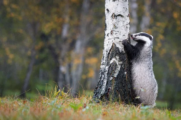 Tasso europeo, Meles meles, foto ad angolo basso del grande maschio nel giorno delle piogge, sulle zampe posteriori, appoggiato alla betulla e alla ricerca delle larve nella corteccia. Autunno nella foresta europea. Tasso isolato . — Foto Stock