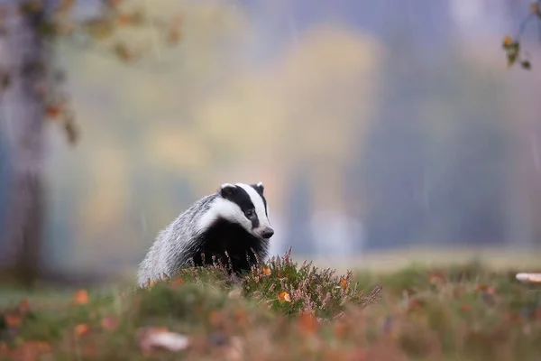 Texugo europeu, Meles derrete, foto de baixo ângulo do macho em dia chuvoso. Animal de floresta listrado preto e branco à procura de presas entre mirtilos coloridos antes do período de sono de inverno. Floresta checa . — Fotografia de Stock