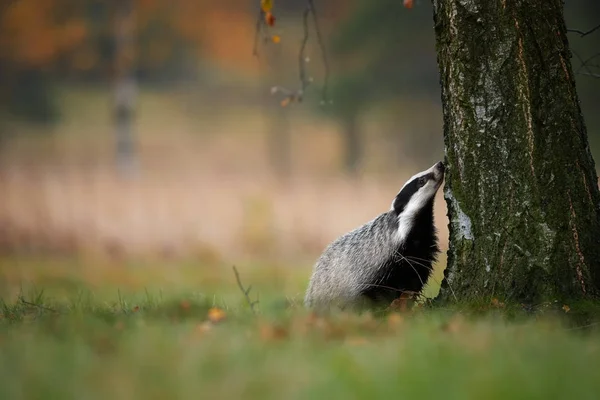 Europeisk grävling, Meles meles, låg vinkel foto av stora hane i regnig dag, letar larver i barken av björk. Grävling i färgglada hösten björkskogen. Kraftfull nattaktiva djur, tjeckiska highland. — Stockfoto