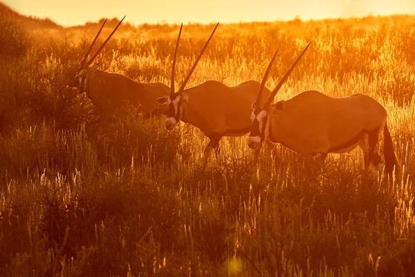 Tři velké antilopy s nádherným rohy, přímorožec, Oryx gazella, chůze přes vyprahlá Savana v parku Kgalagadi proti dramatický západ slunce, fotografie, pouště Kalahari, Jihoafrická republika. — Stock fotografie