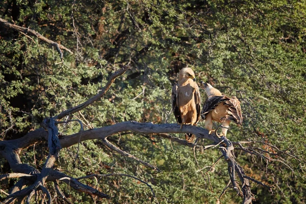 Paire de grands rapaces, Aigle fauve, Aquila rapax, en période d'accouplement, la femelle appelle mâle, perché sur la branche. Photographie animalière dans le parc transfrontalier aride de Kgalagadi, Botswana . — Photo