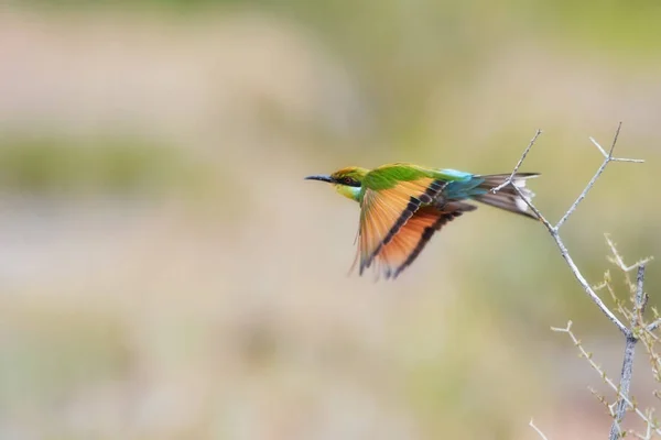 Attraktiver Vogel, Schwalbenschwanzbienenfresser, Merops hirundineus in Fliege mit orangen Flügeln und leuchtend grünem und blauem Körper. nomadischer afrikanischer Vogel. arider kgalagadi grenzüberschreitender Park, Botswana. — Stockfoto