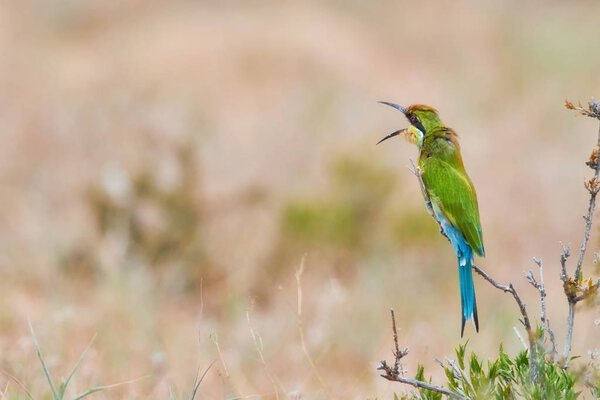 Attractive bird, Swallow-tailed bee-eater, Merops hirundineus perched on twig with fully opened beak against arid savanna. Nomadic african bird.  Kgalagadi transfrontier park, Botswana.Attractive bird, Swallow-tailed bee-eater, Merops hirundineus pe