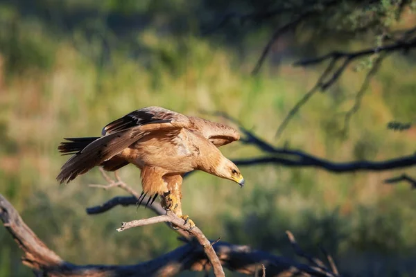 Close up bird of prey, Tawny eagle, Aquila rapax, large raptor with partly outstretched wings landing on branch, against colorful,dry savanna in background. Wildlife photography,Kgalagadi, Botswana. — Stock Photo, Image
