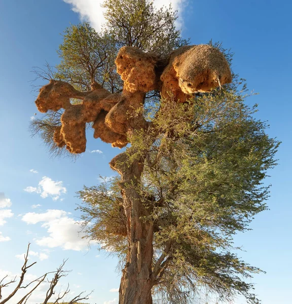 Grandes nidos permanentes de tejedor sociable, Philetairus socius, sobre un gran árbol contra el cielo azul. Vista de la famosa colonia de nidos de tejedores sociables, las estructuras más grandes creadas por aves en Kgalagadi, Sudáfrica . — Foto de Stock