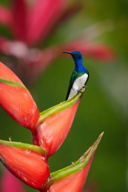 Güzel parlak mavi sinek kuşu, beyaz yakalı Jacobin Florisuga mellivora kırmızı heliconia çiçek üstüne tünemiş. Dikey fotoğraf bulanık arka plan, güzel bokeh çiçeklenir. Ada Tobago.