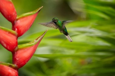 Sabrewing, Ak kuyruklu Campylopterus ensipennis, kırmızı heliconia bihai çiçek bulanık arka plan üzerinde uçan endemik sinek kuşu. Son kasırga Flora neredeyse tükenmiş sinekkuşu, ada Tobago.