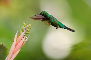 White-tailed Sabrewing, Campylopterus ensipennis, very rare,endemic hummingbird hovering over pink flower against blurred background.Almost extinct specie of hummingbird from carribean island Tobago.  clipart