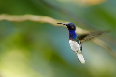 Yakın çekim fotoğraf, güzel parlayan mavi sinek kuşu, havada asılı beyaz yakalı Jacobin Florisuga mellivora. Arka planda, güzel bokeh bulanık renkli çiçekler. Yağmur ormanı, Trinidad ve Tobago. 