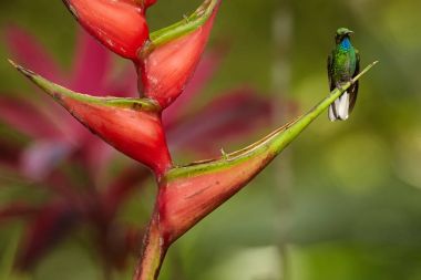 White-tailed Sabrewing, Campylopterus ensipennis, very rare, endemic hummingbird perched on red heliconia bihai flower against blurred background.Almost extinct specie of hummingbird from carribean island Tobago clipart