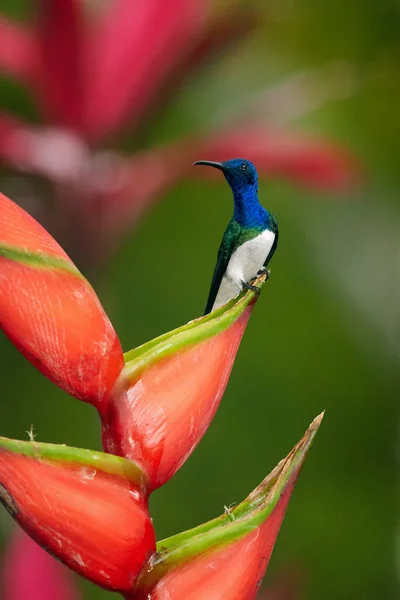Szép fényes kék kolibri, örvös jakobinuskolibri Florisuga mellivora ült a tetején piros heliconia virág. Függőleges fénykép, homályos virágok háttérben, szép bokeh. Sziget-Tobago. — Stock Fotó