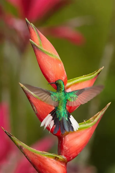 Vitstjärtad Sabrewing, Campylopterus ensipennis, endemisk kolibri flyger över röda heliconia bihai blomma mot suddig bakgrund. På grund av orkanen Flora nästan utdöda hummingbird, ön Tobago. — Stockfoto