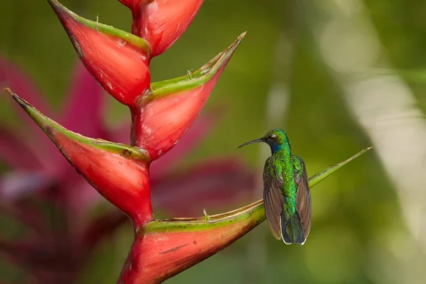 Vitstjärtad Sabrewing, Campylopterus ensipennis, mycket sällsynt, endemisk hummingbird uppe på röda heliconia bihai blomma mot suddig bakgrund. Nästan utdöda arten av kolibri från Karibiska ön Tobago — Stockfoto