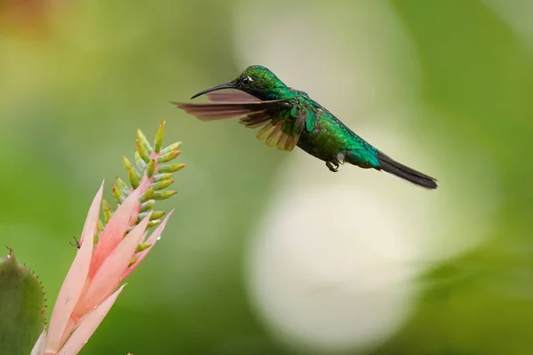 Sabrewing de cauda branca, Campylopterus ensipennis, beija-flor muito raro, endêmico pairando sobre a flor rosa contra fundo borrado. Espécie quase extinta de beija-flor da ilha de feijão Tobago . — Fotografia de Stock