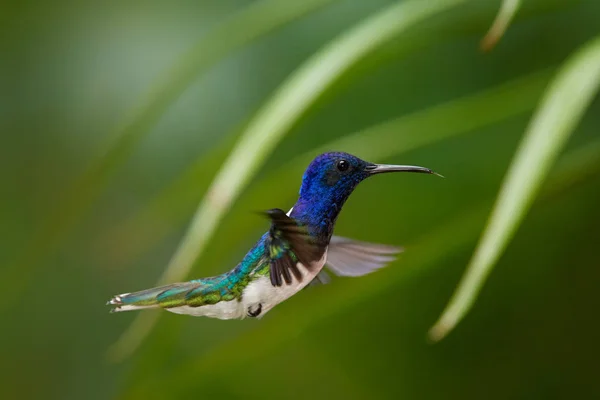 Close up photo, beautiful shining blue hummingbird, White-necked Jacobin Florisuga mellivora hovering in the air. Blurred colorful flowers in background, nice bokeh. Rain forest, Trinidad and Tobago. — Stock Photo, Image