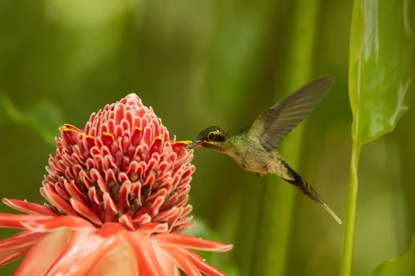 Colibrí verde salvaje de cola larga, colibrí verde Ermitaño Phaethornis chico alimentándose de Red Torch Ginger Flower en posición acrobática. Colibrí salvaje en el bosque de Main Ridge. Trinidad y Tobago . — Foto de Stock