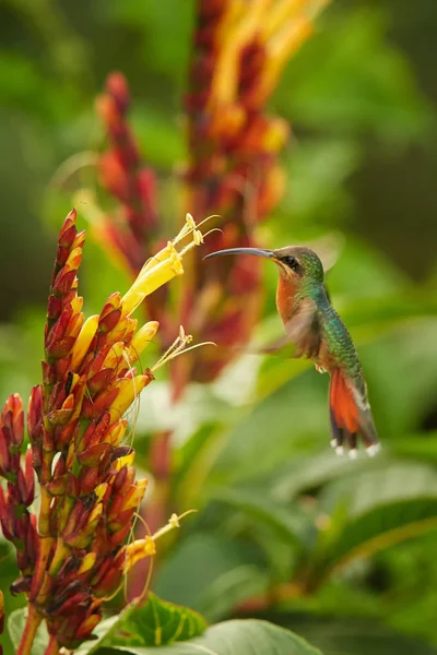 Long tailed green hummingbird Glaucis hirsutus Rufous-breasted Hermit feeding from cluster of yellow flowers. Green blurry flowers and plants in background. Wildlife photography, Asa Wright, Tobago. — Stock Photo, Image
