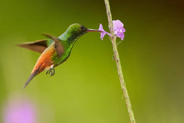Сияющая зеленая колибри с медными цветными крыльями и хвостом Медная колибри Амасилия табаки зависает и питается фиолетовыми цветами. Красочный далекий зеленый фон. Тобаго и Тринидад — стоковое фото