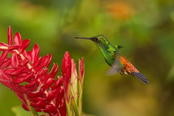 Świeci zielony koliber, pomarańczowy i niebieski ogon, tobaci miedzi pstra Koliber Amazilia najechanie czerwony kwiat. Kolorowe odległe tło zielony i pomarańczowy. Trynidad i Tobago. — Zdjęcie stockowe
