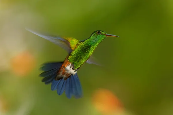 Leuchtend grüner Kolibri mit kupferfarbenen Flügeln kupferfarbener Kolibri, amazilia tabaci, schwebend in der Luft vor farbenfrohem entfernten grünen Hintergrund mit violetten Blüten. Trinidad und Tobago. — Stockfoto