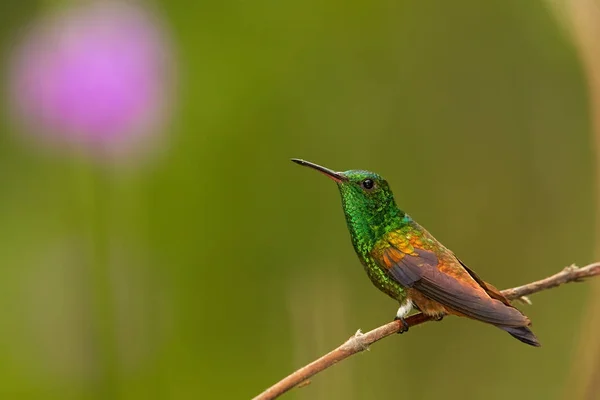 Glanzende groene kolibrie met koperachtig gekleurd vleugels zat koper-rumped kolibrie, Amazilia tobaci, op takje tegen kleurrijke verre groene achtergrond met paarse bloem. Trinidad enTobago. — Stockfoto