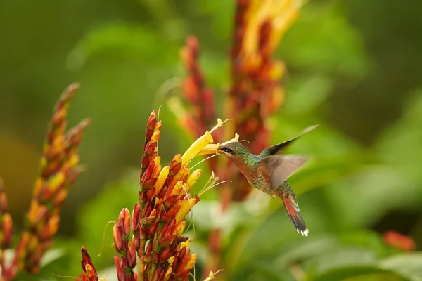Colibrì verde coda lunga Glaucis hirsutus Eremita dal petto rustico che si nutre di nettare proveniente da grappoli di fiori gialli nella Main Ridge Forest Reserve, nell'isola di Tobago. Trinidad e Tobago . — Foto Stock
