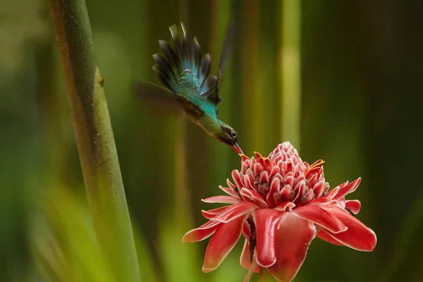 Obratný, longtail divoké zelené kolibřík zelený poustevník Phaethornis chlap krmení z červené pochodně Ginger květina v akrobatické pozici. Divoké kolibřík v lese hlavní hřeben. Trinidad & Tobago. — Stock fotografie