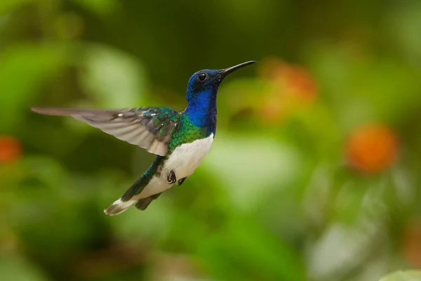 Foto de cerca, hermoso colibrí azul brillante, Jacobino de cuello blanco Florisuga mellivora flotando en el aire. Flores coloridas borrosas en el fondo, buen bokeh. Bosque lluvioso, Trinidad y Tobago . — Foto de Stock