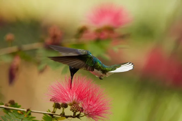 Close-up foto van mooie glanzende blauwe kolibrie, White-necked Jacobin, Florisuga mellivora, voeden met nectar uit rode, borstel bloem van de Albizia boom. Mimosa bloemen op achtergrond. Trinidad. — Stockfoto