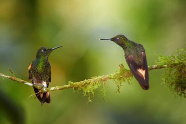 Two glittering green hummingbirds, Buff-tailed Coronet, Boissonneaua flavescens, perched on mossy twig, watching each other. Blurred rainforest background with flowers,Bellavista cloud forest, Ecuador clipart