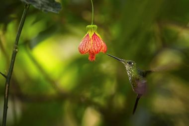 Coronet, Buff kuyruklu Boissonneaua flavescens, yeşil sinek kuşu, kırmızı Abutilon çiçek nektarı üzerinde besleme erkek. Kırmızı, bell çiçek ile uçan sinek kuşu gibi. Kolombiya, Rio Blanco doğa rezerv.