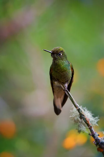 Vertical photo of glittering green hummingbird, Buff-tailed Coronet, Boissonneaua flavescens, perchced on twig against blurred rainforest background with flowers,  Rio Blanco, Colombia — Stock Photo, Image